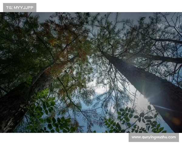 风色轨迹：游览者翱翔之途